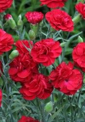 Dianthus Scent First 'Passion'