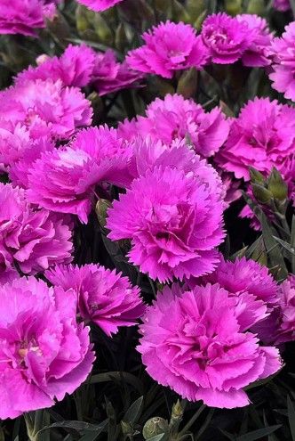 Dianthus Everlast 'Orchid'