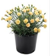 Dianthus 'Hello Yellow'