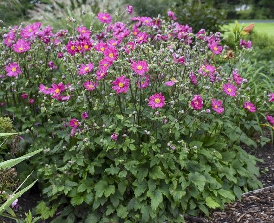 Anemone 'Curtain Call Deep Rose'