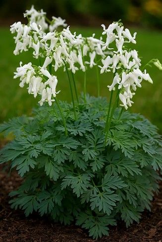 Dicentra 'Amore Titanium' Dicentra 'Amore Titanium'