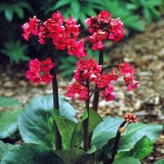 Bergenia c. 'Red Beauty'