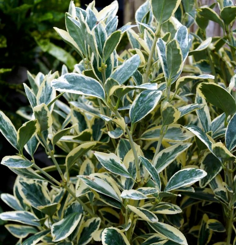 Euonymus j. 'Silver King'