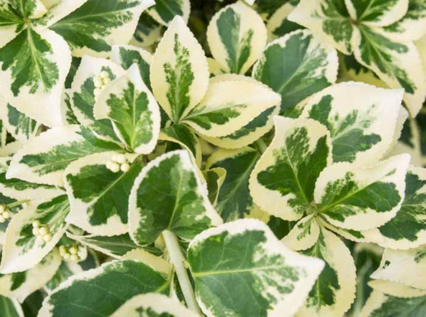 Euonymus j. 'Silver Queen' Euonymus j. 'Silver Queen'