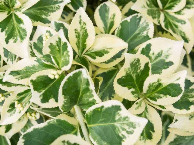 Euonymus j. 'Silver Queen'