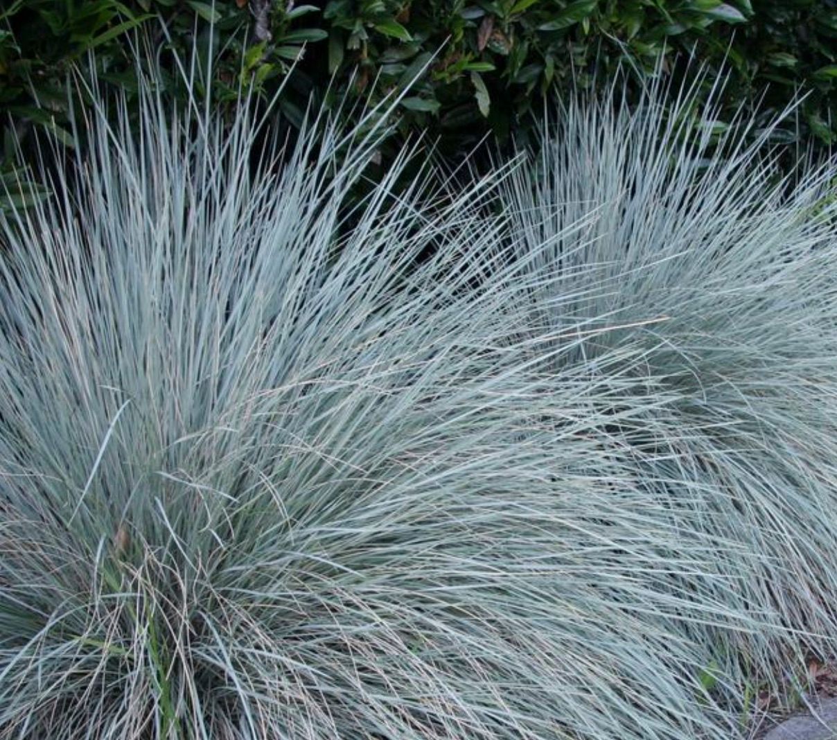 Grass, Helictotrichon s. 'Sapphire'