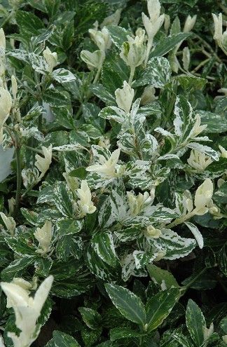 Euonymus f. 'Harlequin' Euonymus f. 'Harlequin'