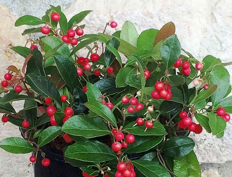 Gaultheria p. 'Cherry Berries'