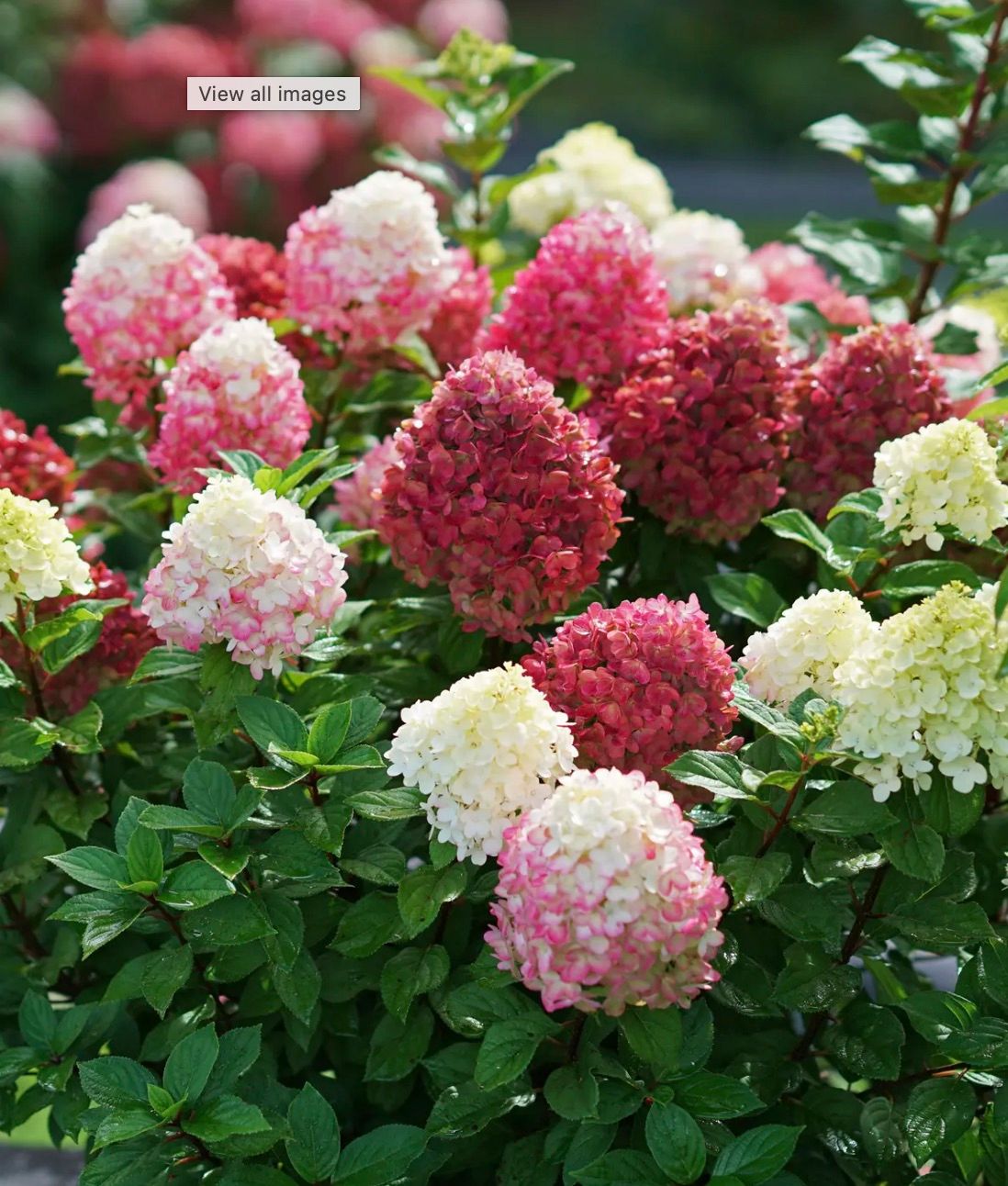 Hydrangea p. 'Little Lime Punch'