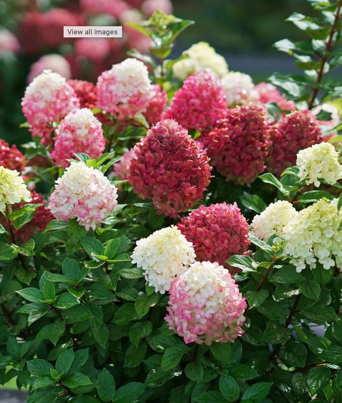 Hydrangea p. 'Little Lime Punch'