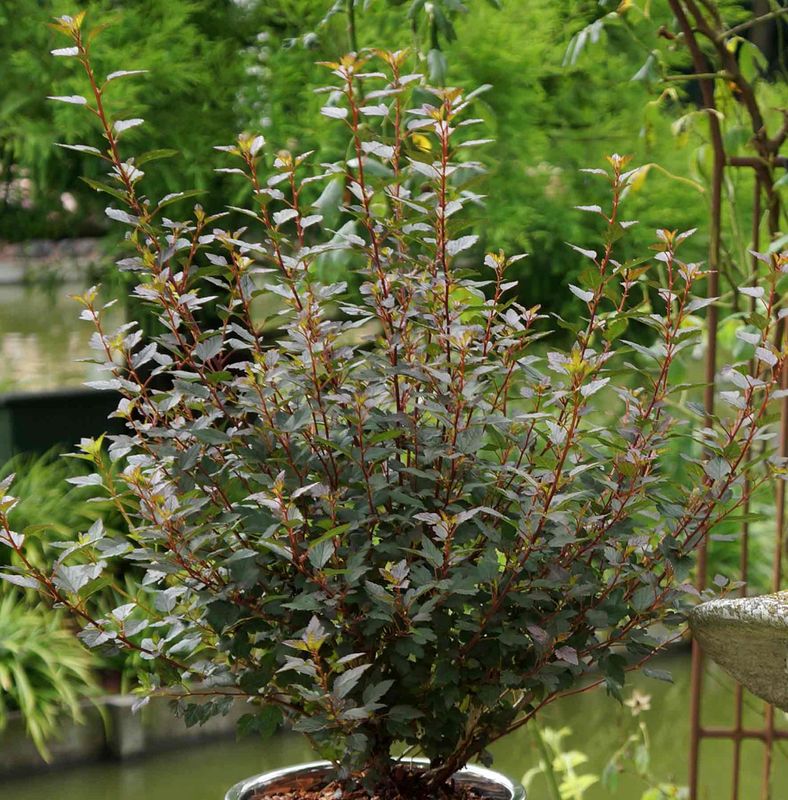 Physocarpus o. 'Little Joker'