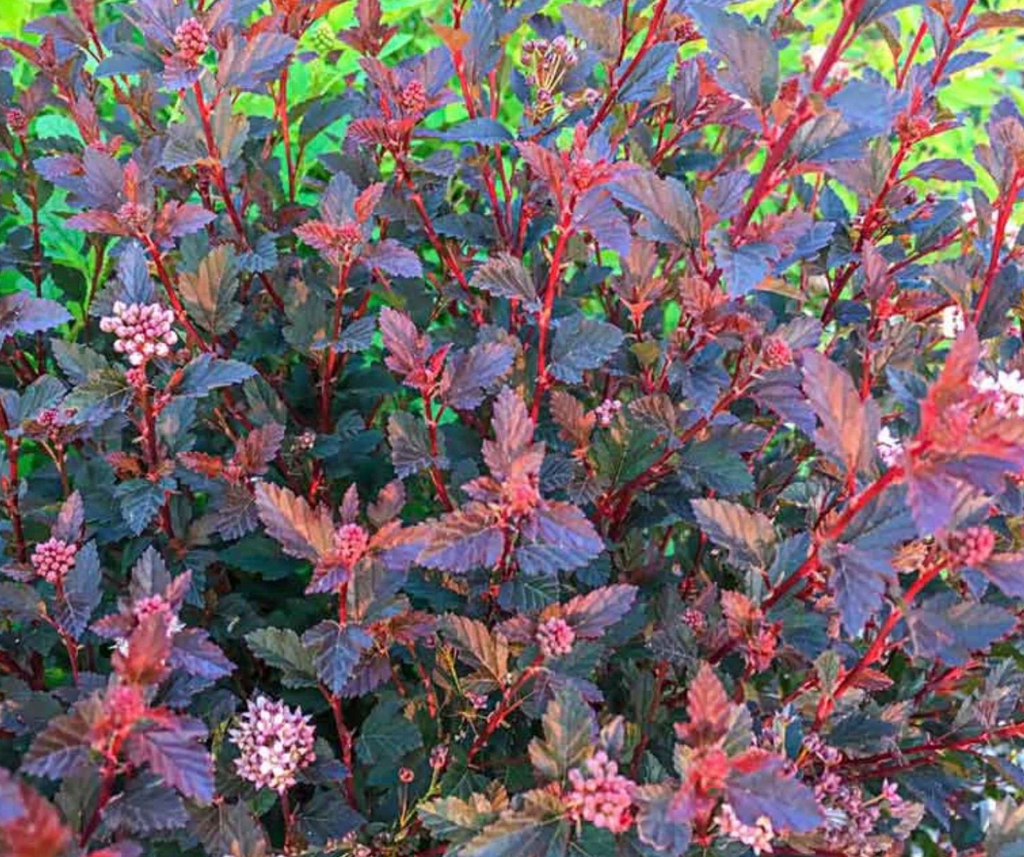 Physocarpus o. 'Sweet Cherry Tea'