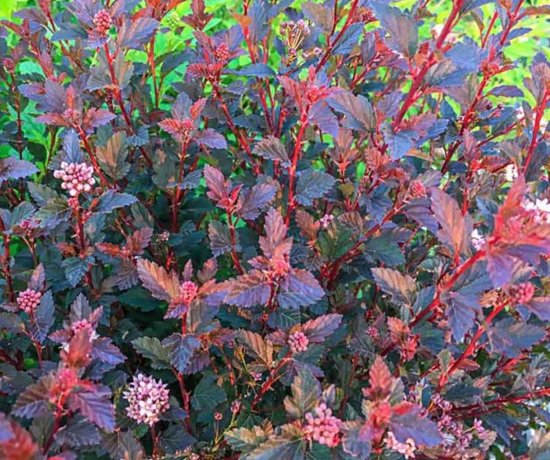 Physocarpus o. 'Sweet Cherry Tea'