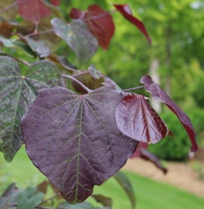 Cercis c. 'Midnight Express' Cercis c. 'Midnight Express'