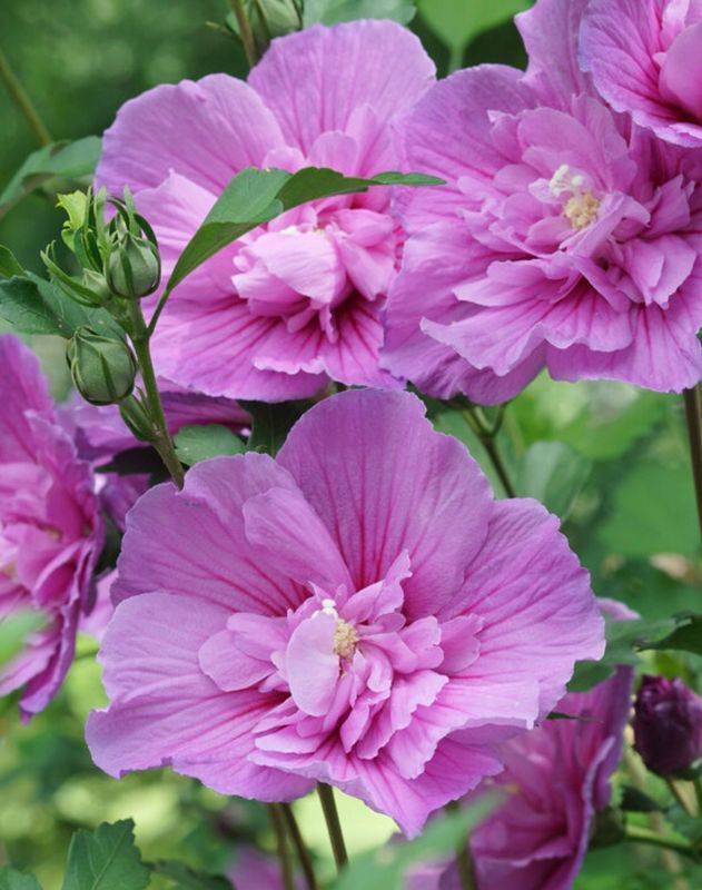 Hibiscus s. 'Dark Lavender Chiffon'