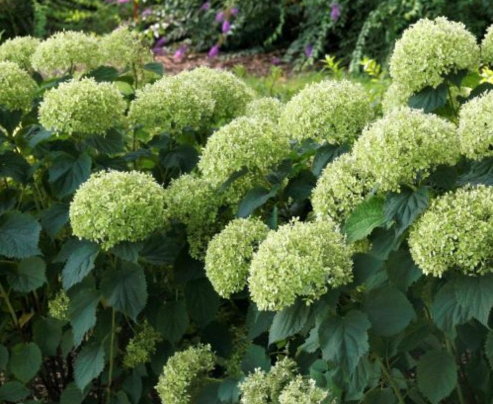 Hydrangea a. 'Invincibelle Limetta'