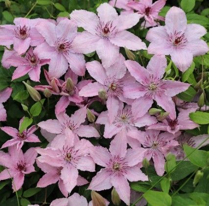 Clematis 'Hagley Hybrid'