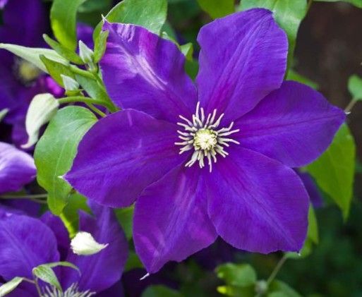 Clematis 'Jackmanii'