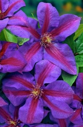 Clematis 'Mrs. N. Thompson'