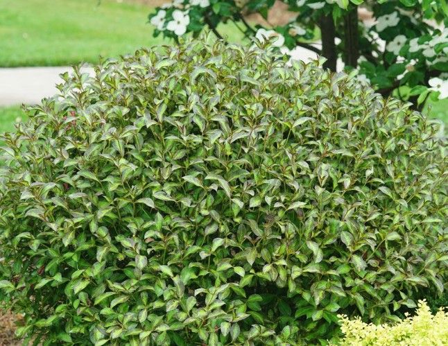 Weigela f. 'Vinho Verde' Weigela f. 'Vinho Verde'