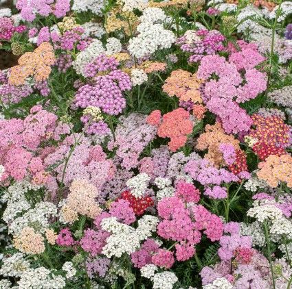Achillea m. 'Summer Berries'