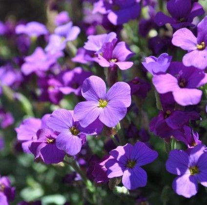 Aubrieta 'Cascade Purple'