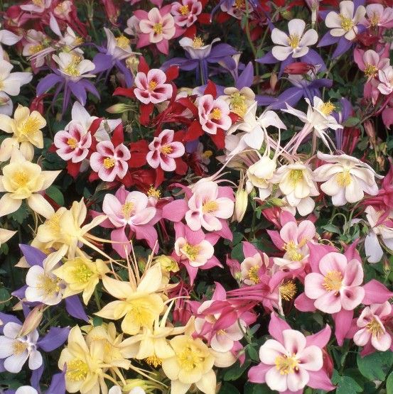 Aquilegia 'Swan'