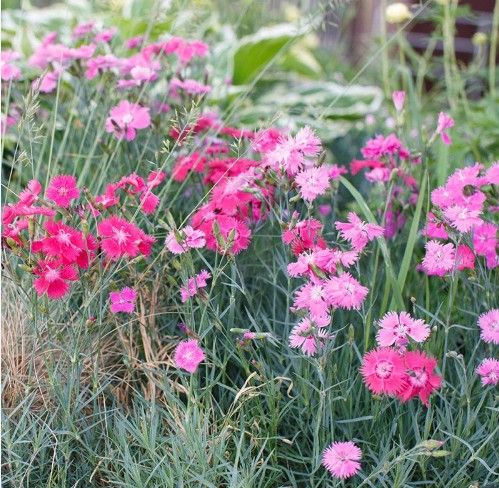 Dianthus p. 'Spring Beauty Mix' Dianthus p. 'Spring Beauty Mix'