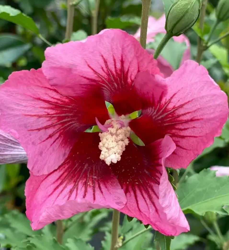 Hibiscus s. 'Red Pillar'