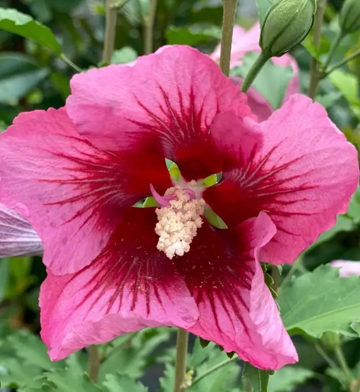 Hibiscus s. 'Red Pillar'