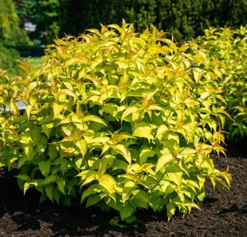 Diervilla s. 'Firefly'