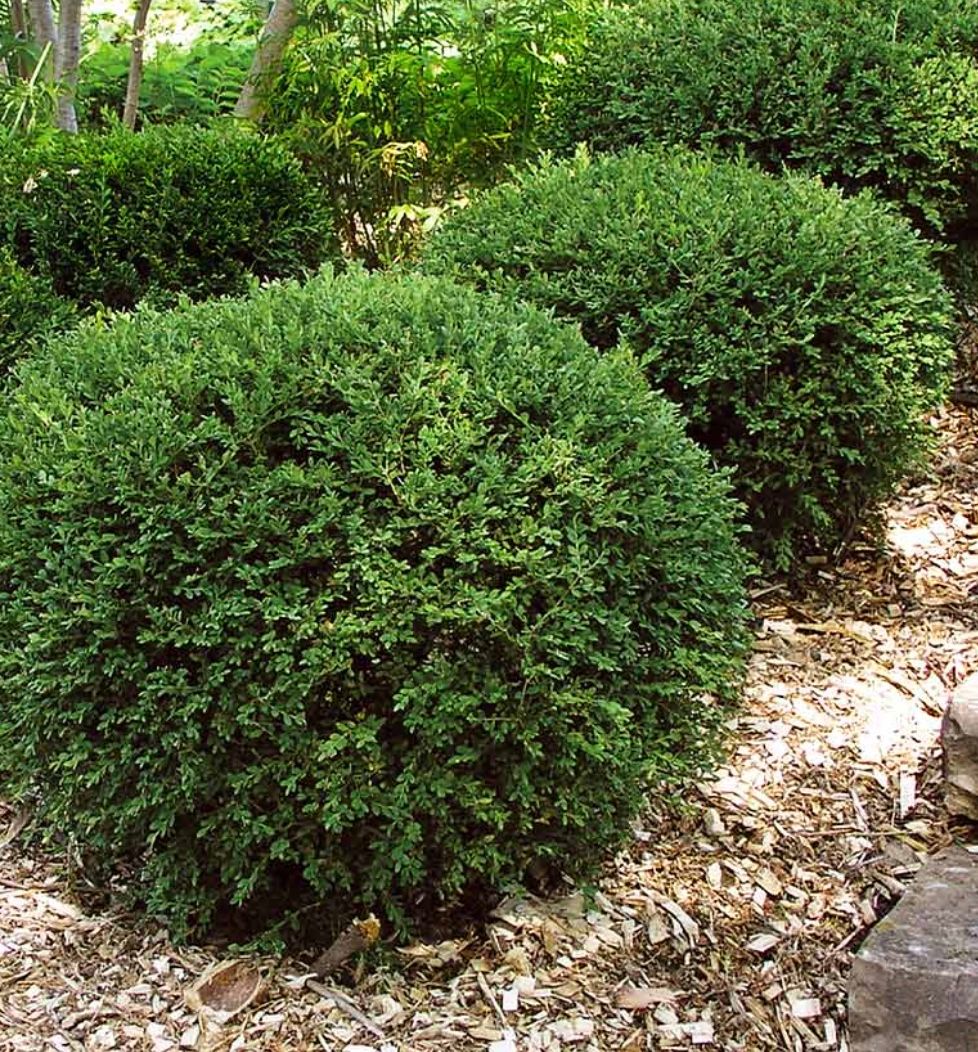 Buxus s. 'Wintergreen' Buxus s. 'Wintergreen'