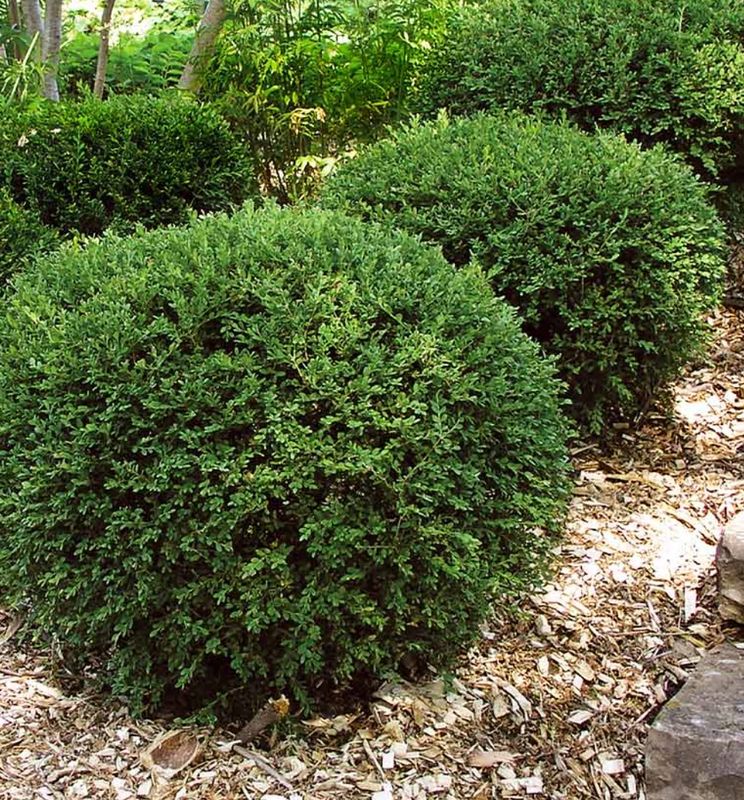 Buxus s. 'Wintergreen'