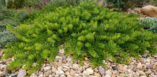 Arctostaphylos x coloradoensis