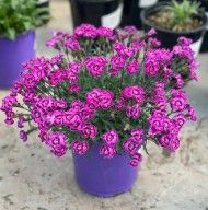 Dianthus x Everlast 'Violet-Blue'