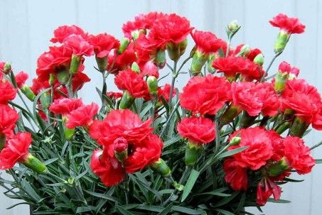 Dianthus x Earlybird 'Chili'