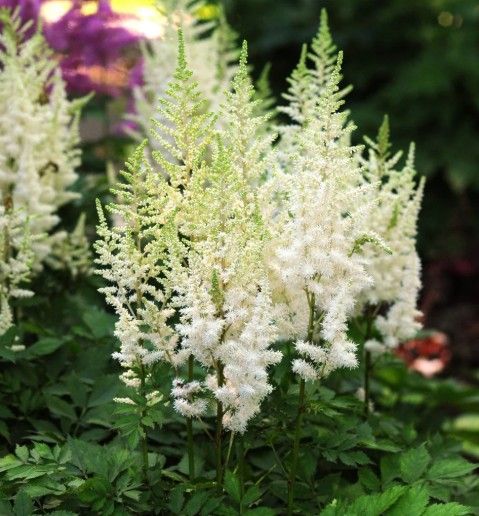 Astilbe c. 'Diamonds &amp; Pearls'