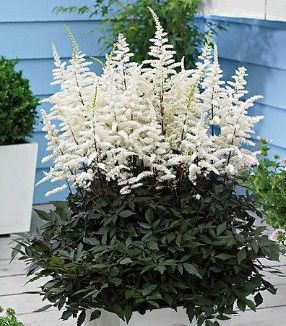 Astilbe a. 'Cappuccino'