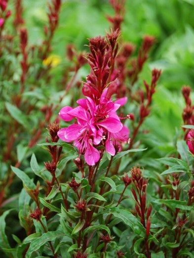 Gaura l. Gaudi  'Red'