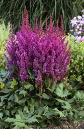 Astilbe c. 'Vision in Red'