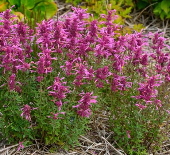 Agastache x 'Rosie Posie'