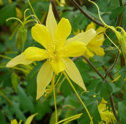 Aquilegia x ‘Swallowtail’