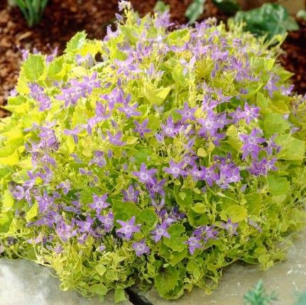 Campanula g. ‘Dickson’s Gold’ Campanula g. ‘Dickson’s Gold’
