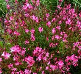 Gaura l. 'Pink'