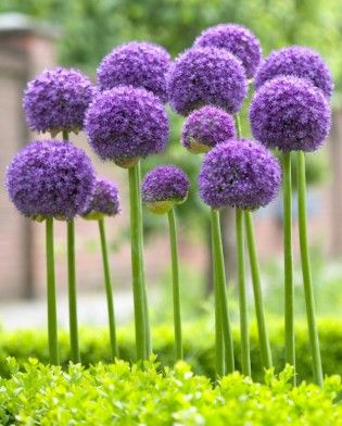 Allium ‘Gladiator’