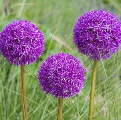 Allium 'Purple Sensation'