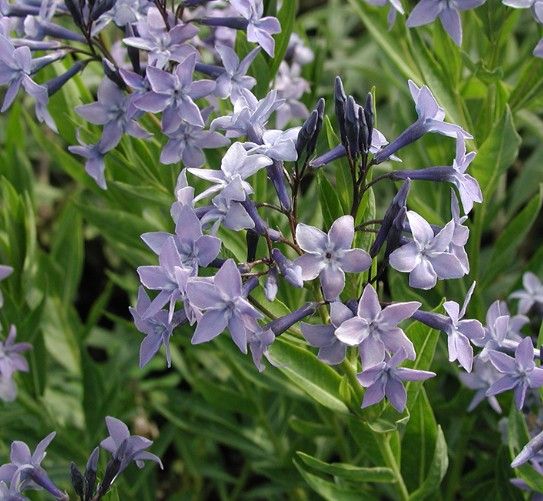 Amsonia 'Blue Ice'