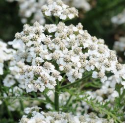Achillea m. 'New Vintage White'