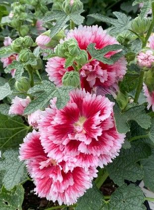Alcea r. 'Fiesta Time'
