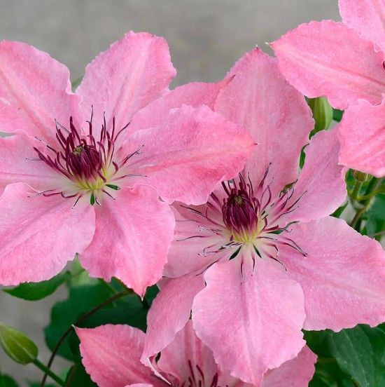 Clematis 'Sarah Elizabeth'